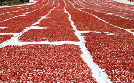 Turkey Becomes World's Second Largest Exporter of Dried Tomatoes, Earning Over $100 Million