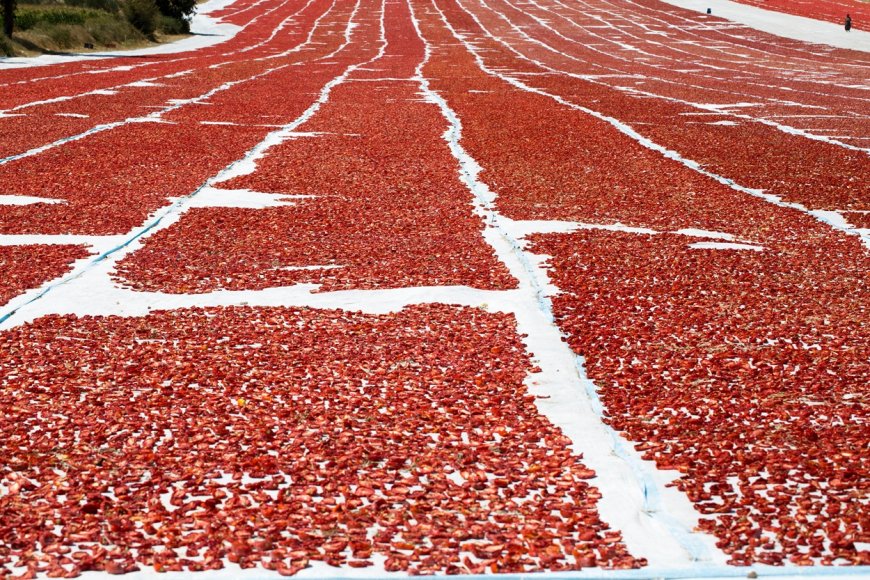 Turkey Becomes World's Second Largest Exporter of Dried Tomatoes, Earning Over $100 Million