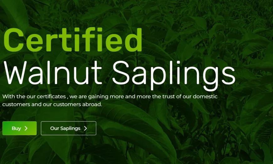 Narlı Botanik expands global footprint with certified walnut sapling exports
