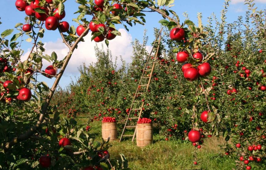 CAST ANB Expands Direct Agricultural Operations in Turkey