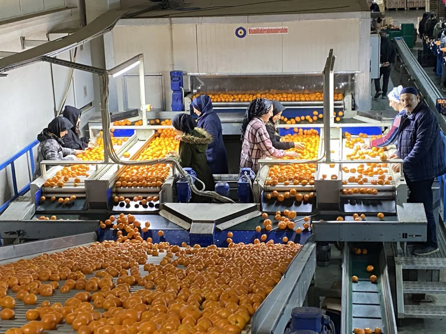 Turkey’s mandarin exports set new record at $615 million
