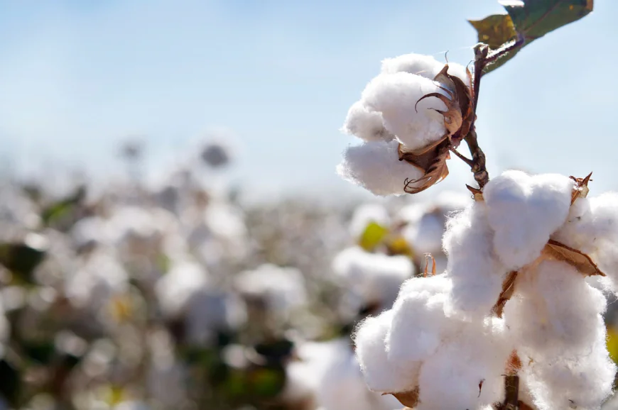 Hira Pamuk expands global footprint with high-quality cotton products