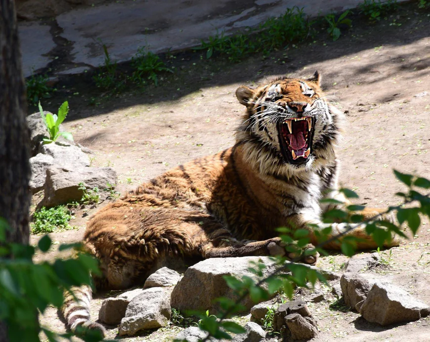 Mykolaiv Zoo endures war while preserving rare wildlife