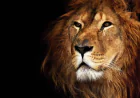 What does dreaming of a lion mean? Detailed Islamic guide