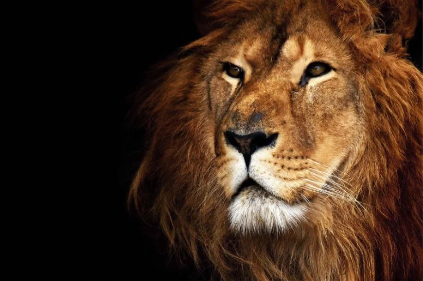 What does dreaming of a lion mean? Detailed Islamic guide