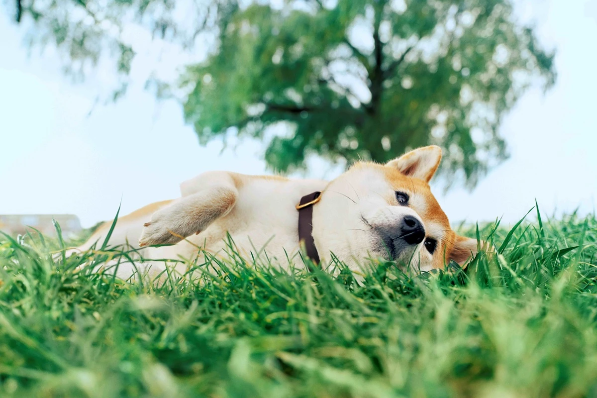 Vaccines and parasite prevention protect pets from hidden health threats