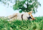 Vaccines and parasite prevention protect pets from hidden health threats