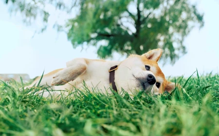 Vaccines and parasite prevention protect pets from hidden health threats