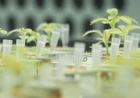 How will 10 billion people be fed as the world keeps getting hotter?