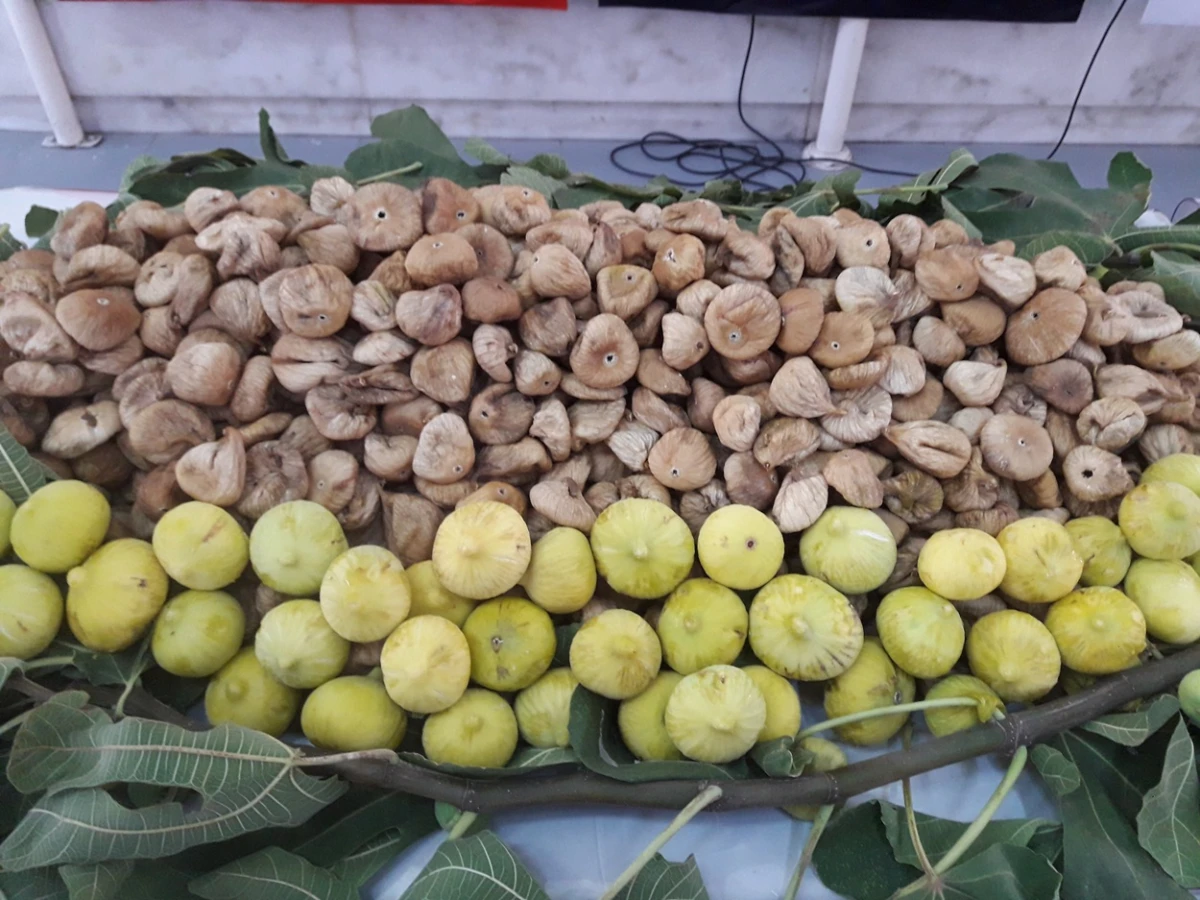 Turkey’s dried fig export season starts September 28 with 60,000-ton target