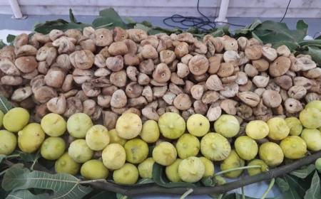 Turkey’s dried fig export season starts September 28 with 60,000-ton target