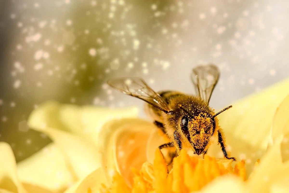 Bees and honey on a computer: work, family and digital meaning