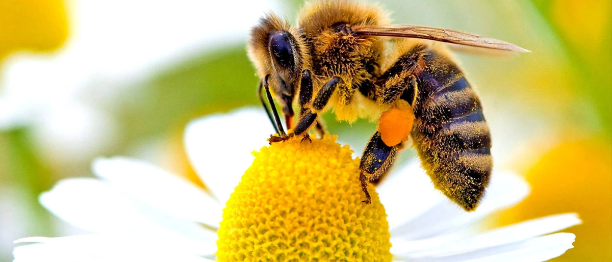 Bienen und Honig am Computer: Arbeit, Familie und digitaler Wert