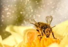 Bees and honey on a computer: work, family and digital meaning