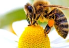 Bienen und Honig am Computer: Arbeit, Familie und digitaler Wert