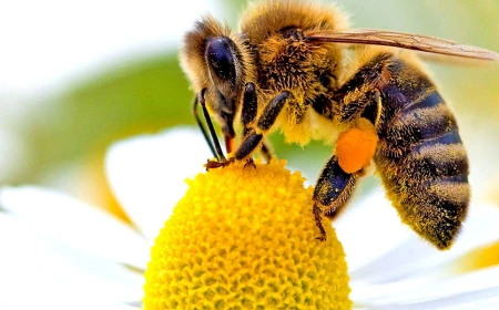 Bienen und Honig am Computer: Arbeit, Familie und digitaler Wert