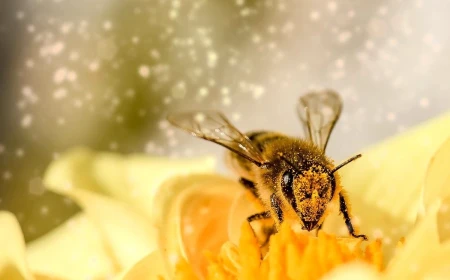 Bees and honey on a computer: work, family and digital meaning